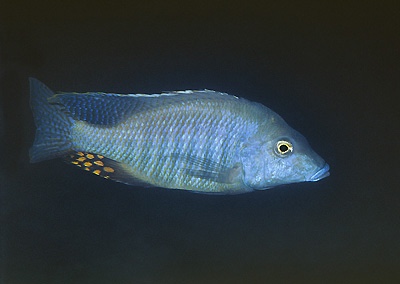 Taeniolethrinops furcicauda 'Lumessi'